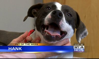 Pet of the Week - Hank