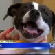 Pet of the Week - Hank