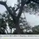 LIVE: Townhome development in Biloxi destroys two protected trees