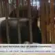2024 Dixie National Sale of Junior Champions kicks off