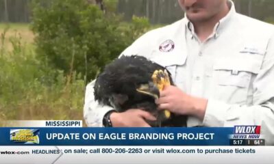Update on eagle banding project