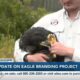 Update on eagle banding project