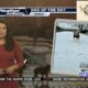 Dog Walk Forecast for Feb 12 - Lily
