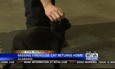 Missing firehouse cat in Alabama returns home