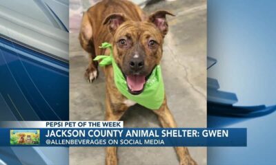 Pepsi Pet of the Week: Gwen (02/13/2024)