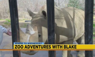 Jackson Zoo Adventures: White Rhino