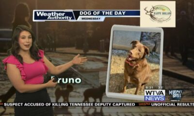 Dog Walk Forecast for Feb 14- Bruno