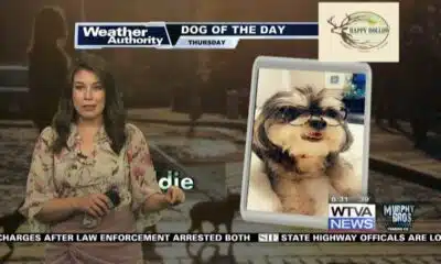 Dog Walk Forecast for Feb. 15- Freddie