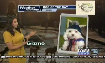 Dog Walk Forecast for Feb. 16- Gizmo
