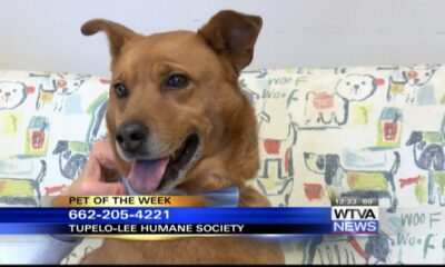 Pet of the Week: Gabe