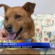 Pet of the Week: Gabe