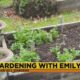 Gardening with Emily Grohovsky