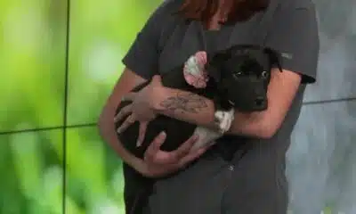 Pepsi Pet of the Week: Meeka (02/20/2024)