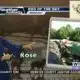Dog Walk Forecast for Feb. 21- Dora Rose