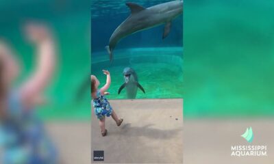 MS Aquarium "Dolphin Talk" PSA FINAL