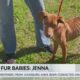 Friday Fur Babies: Meet Jenna