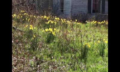 Focused on Mississippi: First signs of Spring