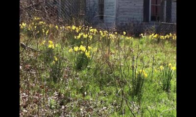 Focused on Mississippi: First signs of Spring