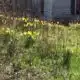 Focused on Mississippi: First signs of Spring