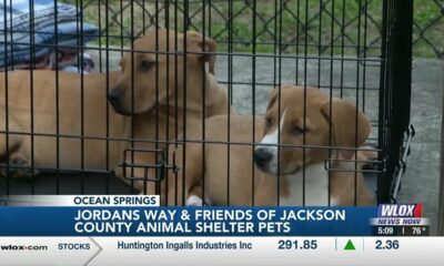 Jordan's Way, Friends of Jackson County Animal Shelter raise money for rescue animals