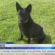 Friday Fur Babies: Meet Onyx