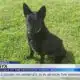 Friday Fur Babies: Meet Onyx