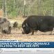 Harrison County woman fighting zoning ordinance to keep pot-bellied pigs