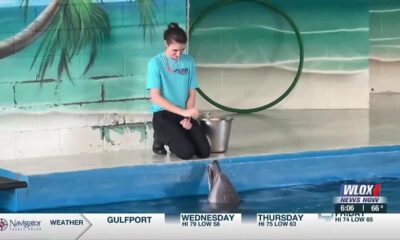 Institute for Marine Mammal Studies holds dolphin stranding workshop