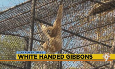 Jackson Zoo Adventures: White Handed Gibbons