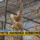 Jackson Zoo Adventures: White Handed Gibbons