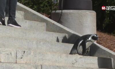 Penguins visit the Mississippi Capitol