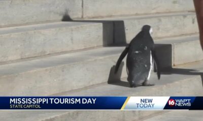 Penguins visit the State Capitol to promote tourism