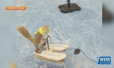Water-Skiing Squirrel visits the Coast