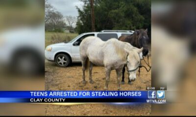 Kids accused of stealing horses in Clay County