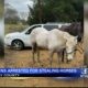 Kids accused of stealing horses in Clay County