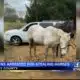 Kids accused of stealing horses in Clay County