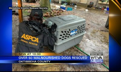Oktibbeha County Humane Society asks for help in rescue of near 50 dogs