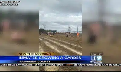 Itawamba County inmates growing a garden