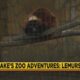 Jackson Zoo Adventures: Lemurs