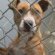 Philadelphia Animal Control encourages public to consider pet adoption