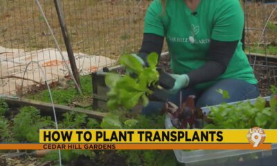 How to Plant Transplants