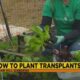 How to Plant Transplants