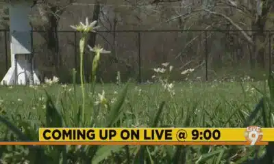 Live at 9 preview for March 20