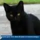 USM students worry about stray cats on campus