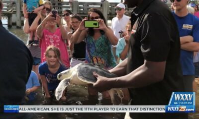 IMMS Sea Turtle release Thursday in Biloxi