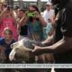 IMMS Sea Turtle release Thursday in Biloxi