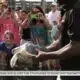 IMMS Sea Turtle release Thursday in Biloxi