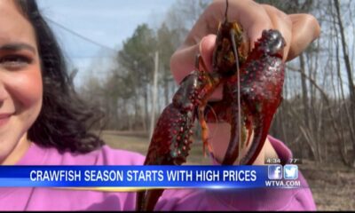 Drought causes increase in prices for crawfish season