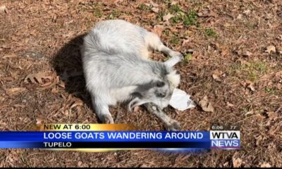 Loose goats wonder around Tupelo