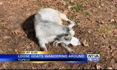 Loose goats wonder around Tupelo